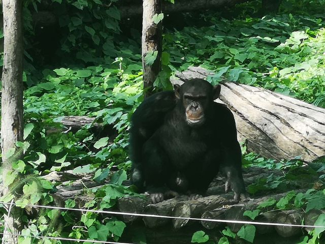 【城市綠洲】北京動物園，家庭親子遊的樂園