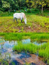 探秘四川涼山的隱藏仙境——草海