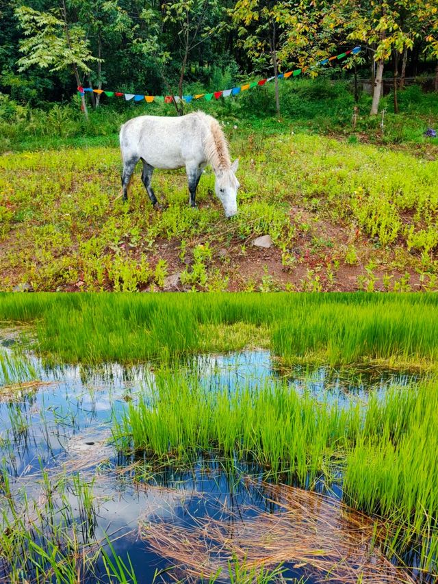 探秘四川涼山的隱藏仙境——草海