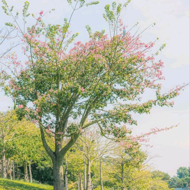 實拍！深圳蓮花山美到失語