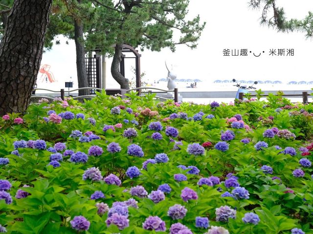 🇰🇷韓國｜釜山➰夏季釜山海邊賞五顏六色繡球花《海雲台 松林店》