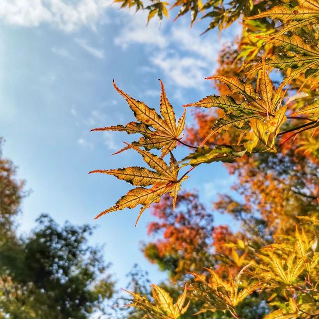 永觀堂～🍁🏯✨ 楓葉之美心靈的悸動