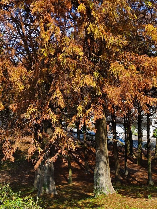 宜蘭丨徜徉在一整片的落羽杉森林裡丨羅東運動公園