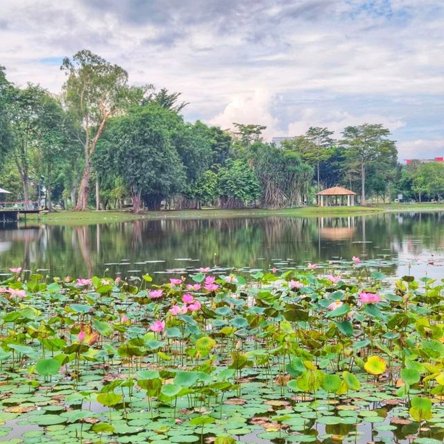 🇲🇾 Blooming Beauty: A Vibrant Floral Display at Taman Tasik Cyberjaya