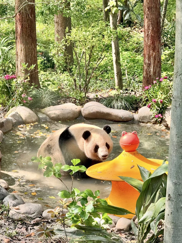 野趣漫遊：在上海野生動物園的奇妙邂逅