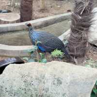 A Serene Oasis at Gapyeong Begonia Bird Park!