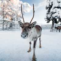 Winter in Finland