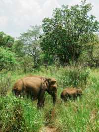 野生ゾウの楽園🐘Hurulu Eco Park🇱🇰