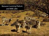 Best Autumn Viewing Experience 1/3 [Luorong Pasture, Yading Nature Reserve]