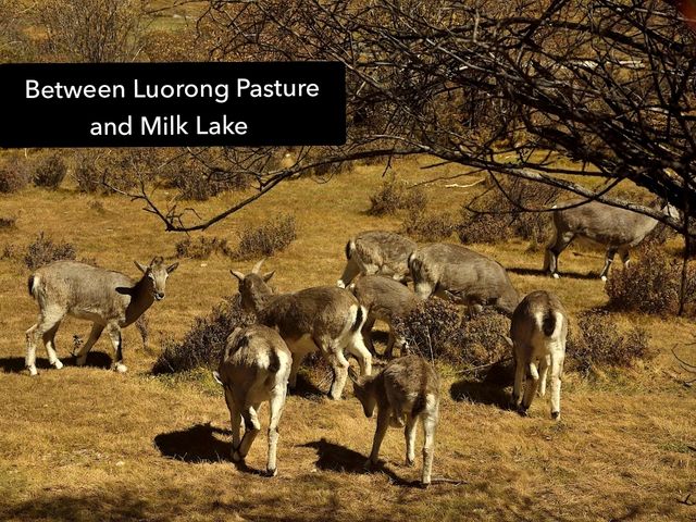 Best Autumn Viewing Experience 1/3 [Luorong Pasture, Yading Nature Reserve]