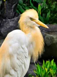 🌴🐦 Kuala Lumpur's Feathered Friends: A Day at KL Bird Park 🕊️🌳