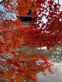 Explore the Stunning Autumn Foliage at Toji Temple in Kyoto!