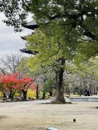 日本·京都