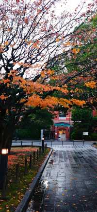 【最美紅葉季】京都大學，雨打黃昏更冷艷…