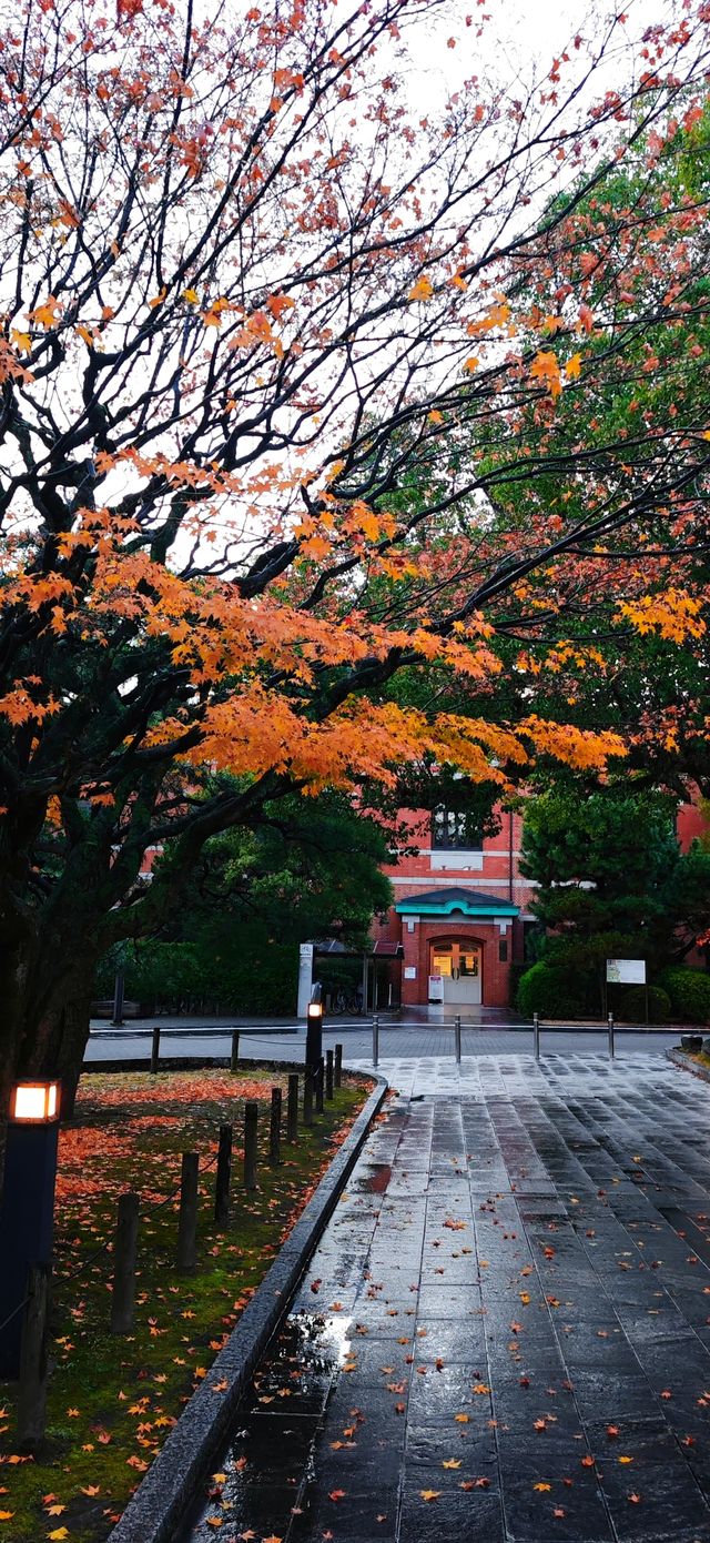 【最美紅葉季】京都大學，雨打黃昏更冷艷…