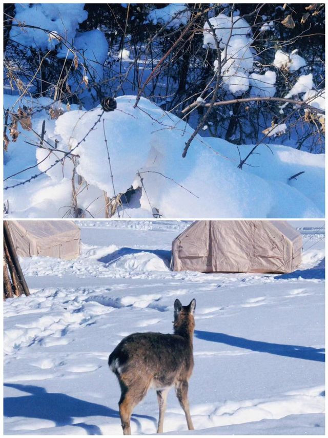 伊春之旅已完成，真的不建議 1-2 月前往