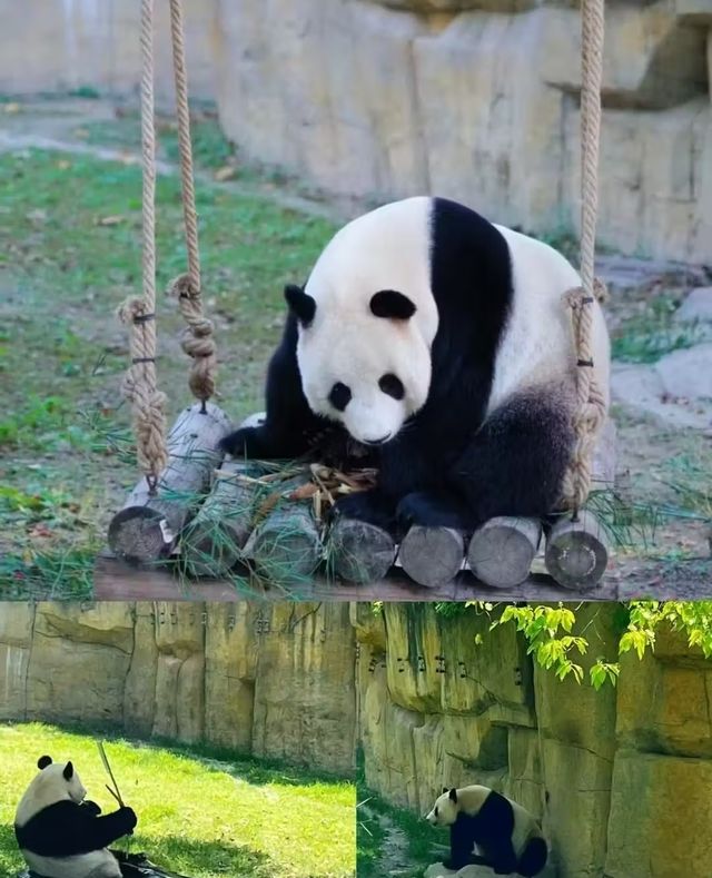 上海野生動物園 | 一日遊，保姆級攻略！