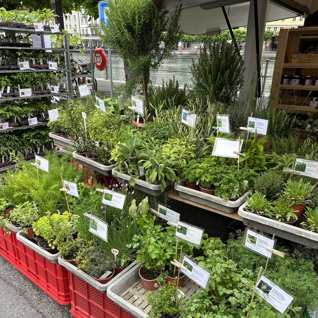 Taste the Tradition: Exploring Lucerne’s Weekly Market 🇨🇭