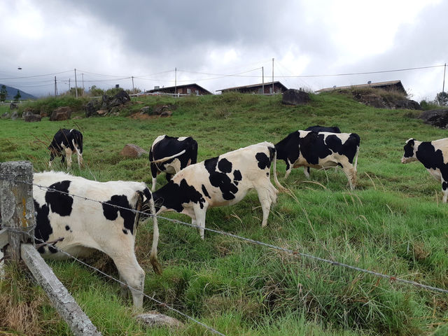 沙巴奇遇：神山公園&奶牛農場 🌄🐄