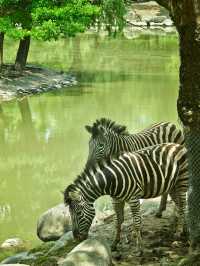 野趣漫遊：在上海野生動物園的奇妙邂逅