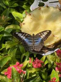 Butterfly Bliss: A Colorful Escape at Singapore’s Airport