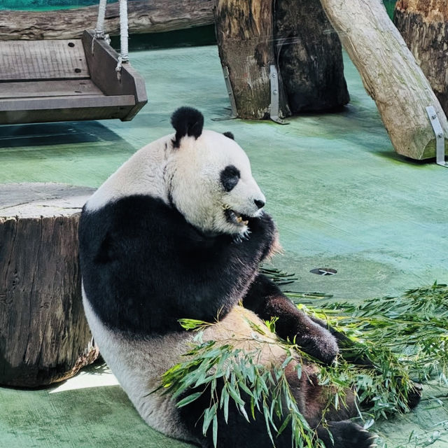 動物樂園的奇妙之旅 — 走進台北市立動物園