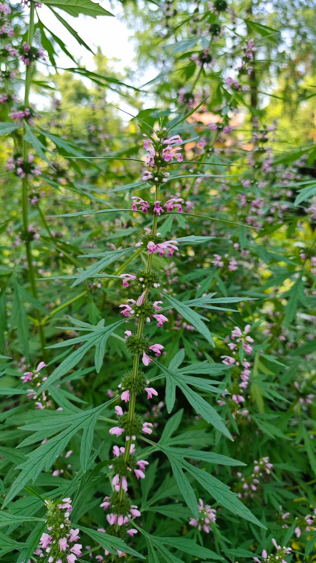 荟萃花影～中科院植物園浪漫的無盡夏繡球花展