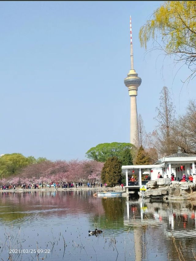 走進玉淵潭公園，邂逅浪漫花海