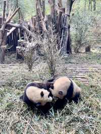 成都大熊貓🐼基地｜花花你在哪？