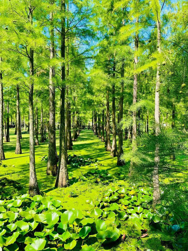 池杉湖濕地公園 | 邂逅自然之美。