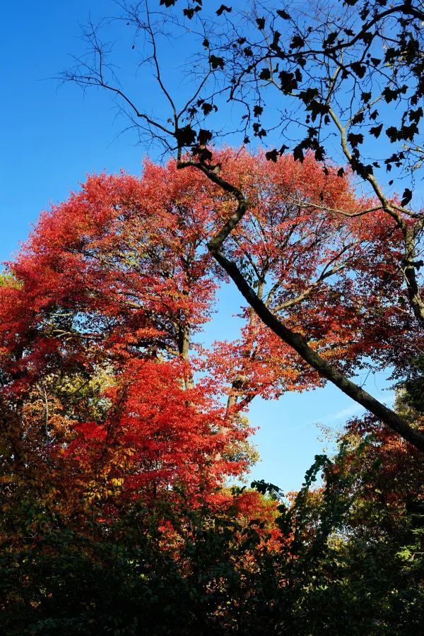 Autumn in New York City 🍂