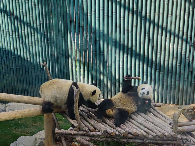 【城市綠洲】北京動物園，家庭親子遊的樂園