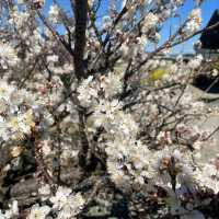 Cherry Blossom in Japan