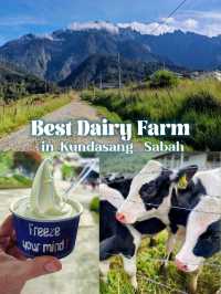 Best dairy farm to visit in Kundasang, Sabah! 🐄