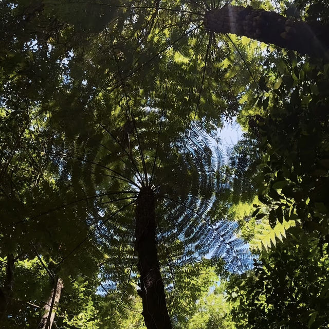 Lost in Nature’s Glory - Exploring the Majestic Blue Mountains National Park!