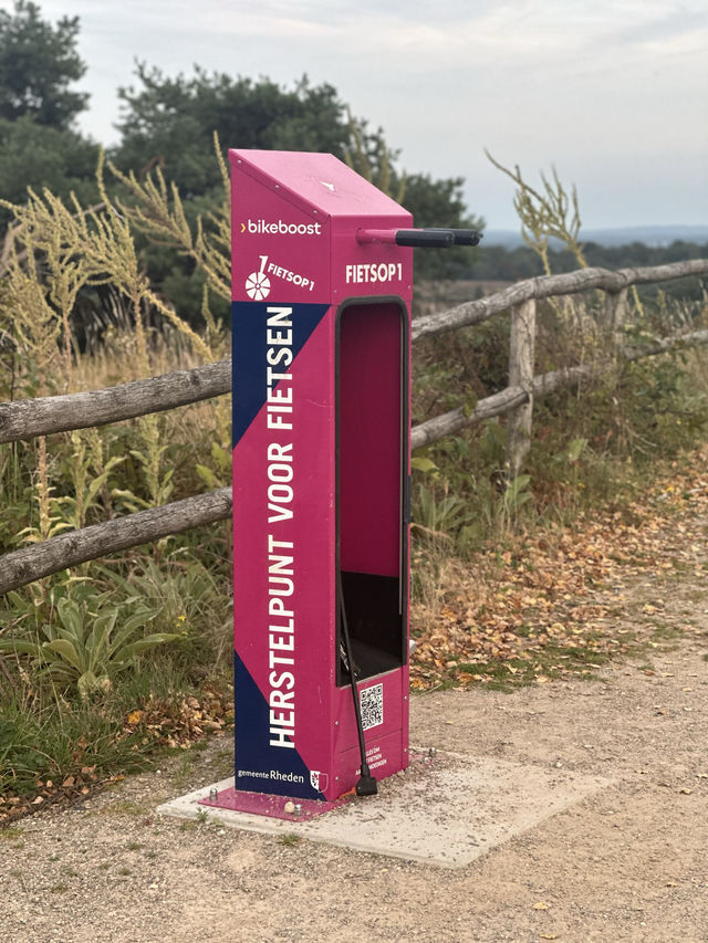 Heather is in Full Bloom at The Veluwe