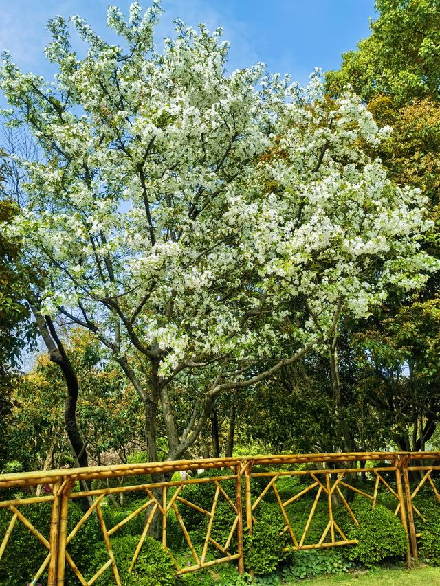 桂林公園居然這麼美！