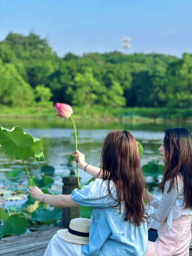 福州森系荷花池，夏日治癒風景