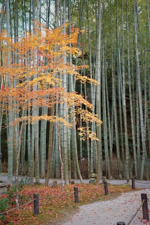 Kyoto To-ji Temple 