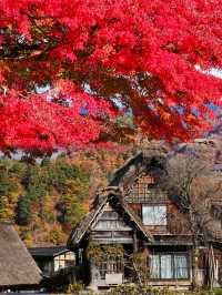 白川鄉紅葉季，現實與網傳圖的差距竟然這麼大！。