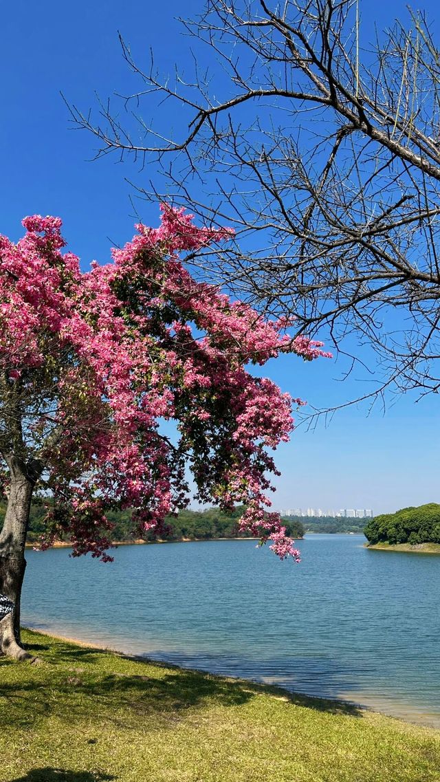 不是歐洲，來東莞一定要去松山湖啊