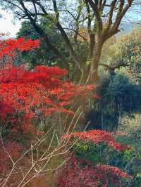 浙江｜霜葉燃秋，永福寺的紅楓禪境