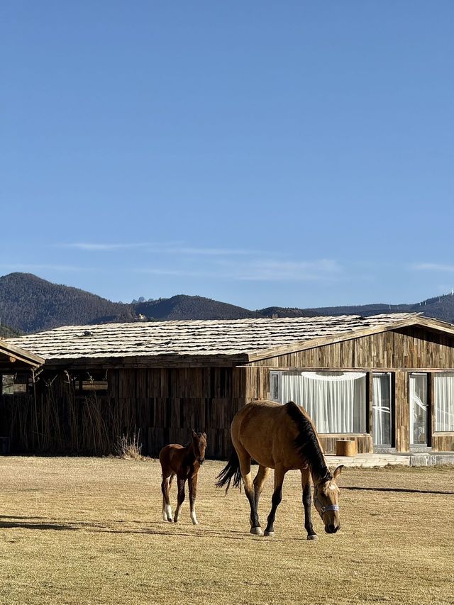 香格里拉！入住莊園與馬兒做鄰居