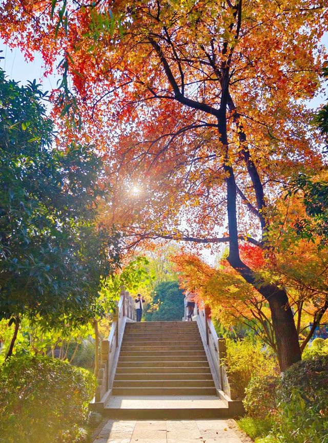 湖北武漢東湖～此刻東湖這裡水杉都紅啦，美得不像話