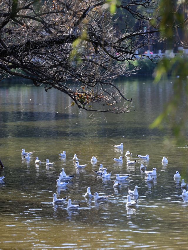 昆明翠湖公園：觀鷗帶娃 Trip Moments 好地方！