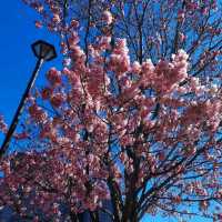 Early spring in Tokyo filled with blessings