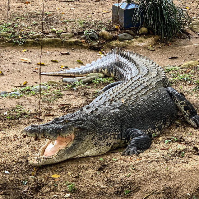 Dinosour Encounter Zoo Teruntum