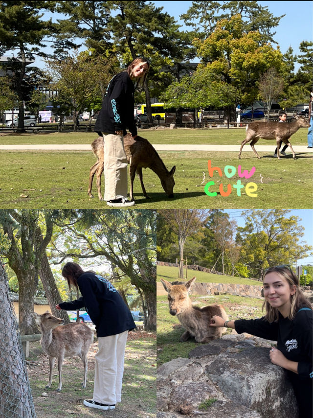 Nara Park Guide～ Day Trip from Kyoto 🦌🇯🇵