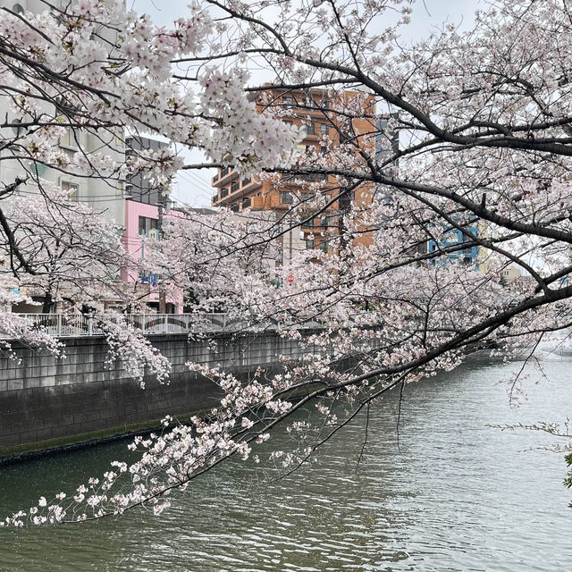 🌸 A complete day tour to Tokyo's iconic spot 🌸 