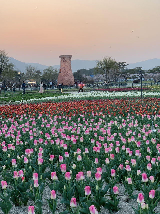 Cheomseongdae: Where History Meets the Magic of Spring Sunset